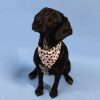 Emily Brooks Dog bandana collar CDU - Image 7