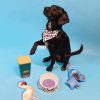 Emily Brooks Dog bandana collar CDU - Image 8