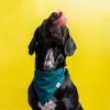 Emily Brooks Dog bandana collar CDU - Image 5