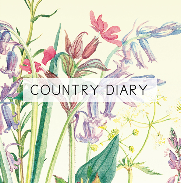 Dated Country Diary 2023