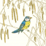 Blue Tit Bird
