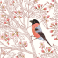 Bullfinch Bird