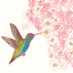 Broad-billed Hummingbird