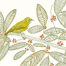 Sulawesi Lemon-bellied bird